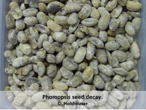 Phomopsis-Seed-Decay