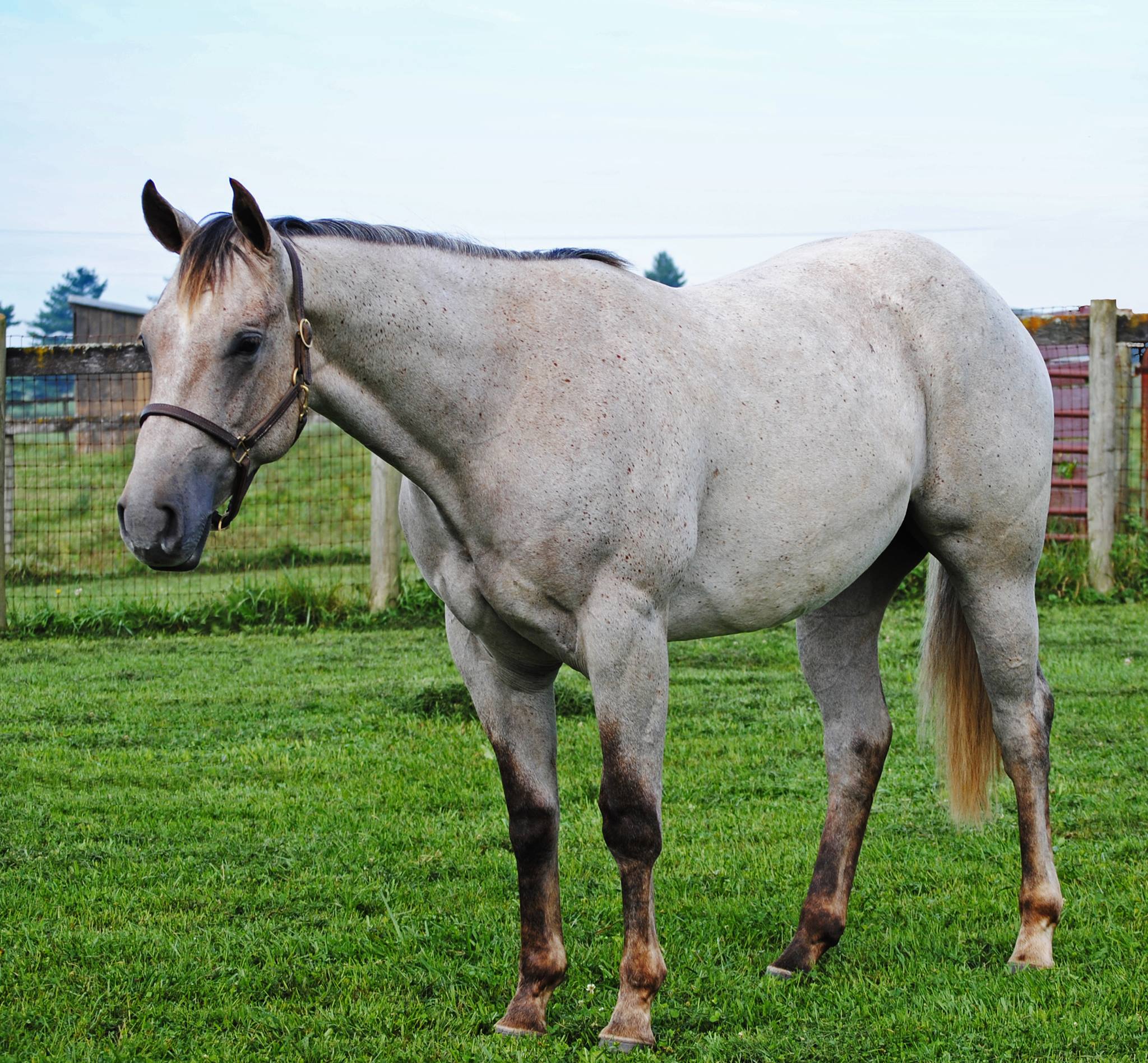 Virginia Tech Equine Breeding Program