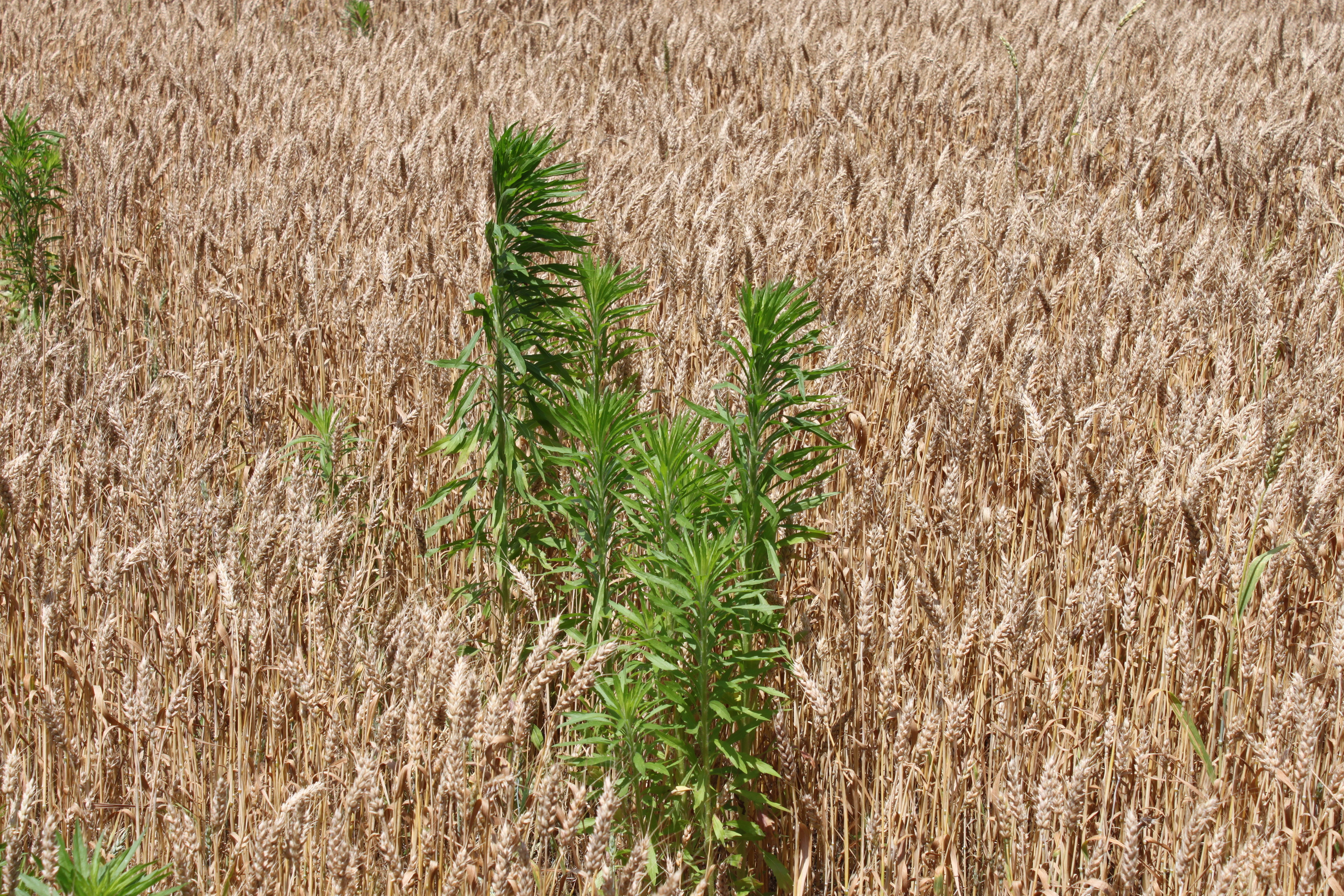 marestail-management-in-wheat-chris-drake-southampton-county-agent