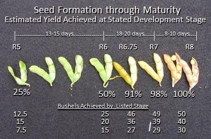 What are the stages of soybean growth?