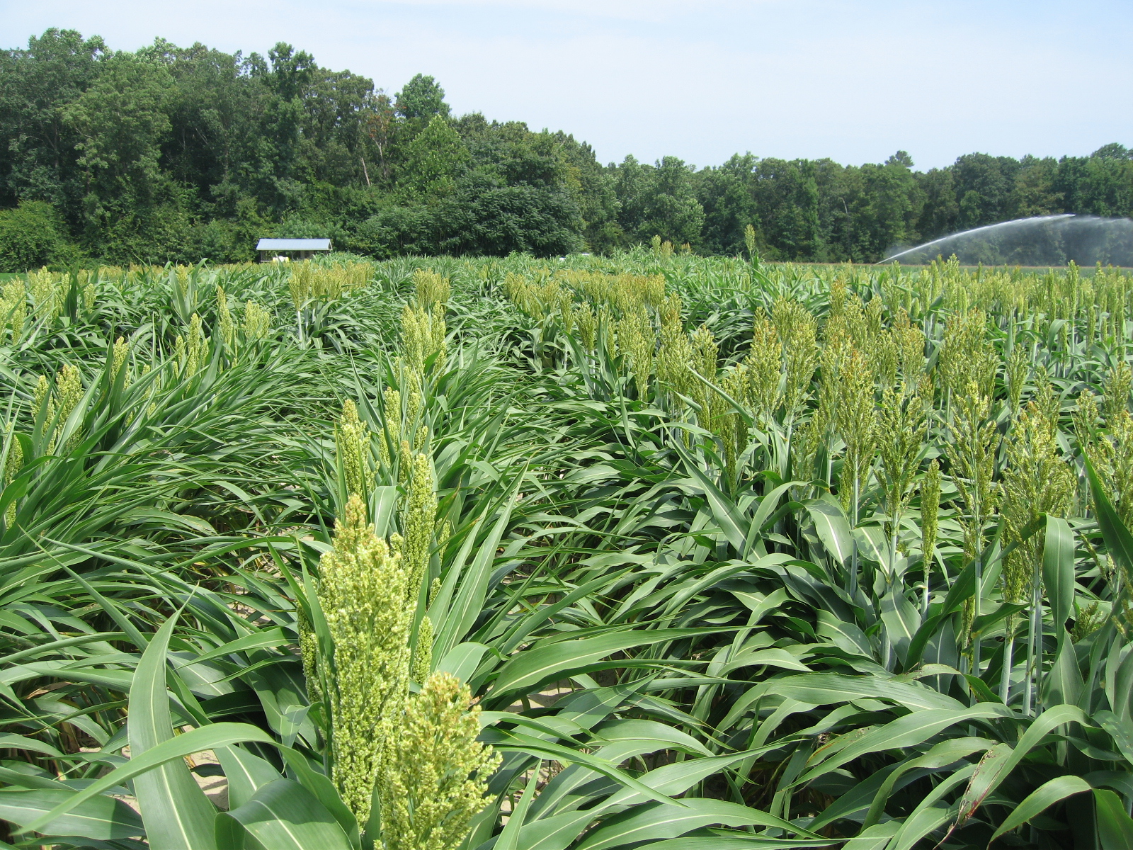Sorghum field at beginning flowering stage and when application of Headline for anthracnose control should be made.