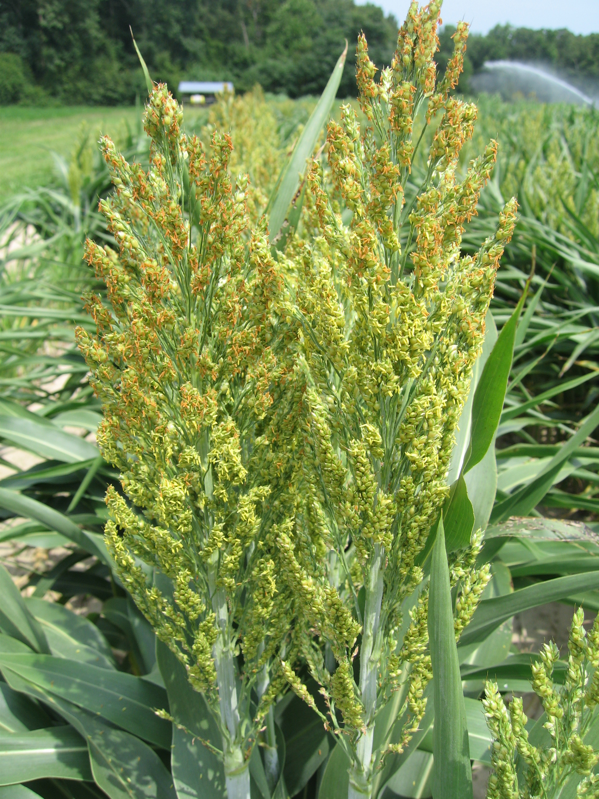 Sorghum panicles at a late flowering stage. If over 50% of your field is at this stage, you should have sprayed Headline already.