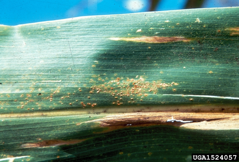 Corn leaf with rust disease.