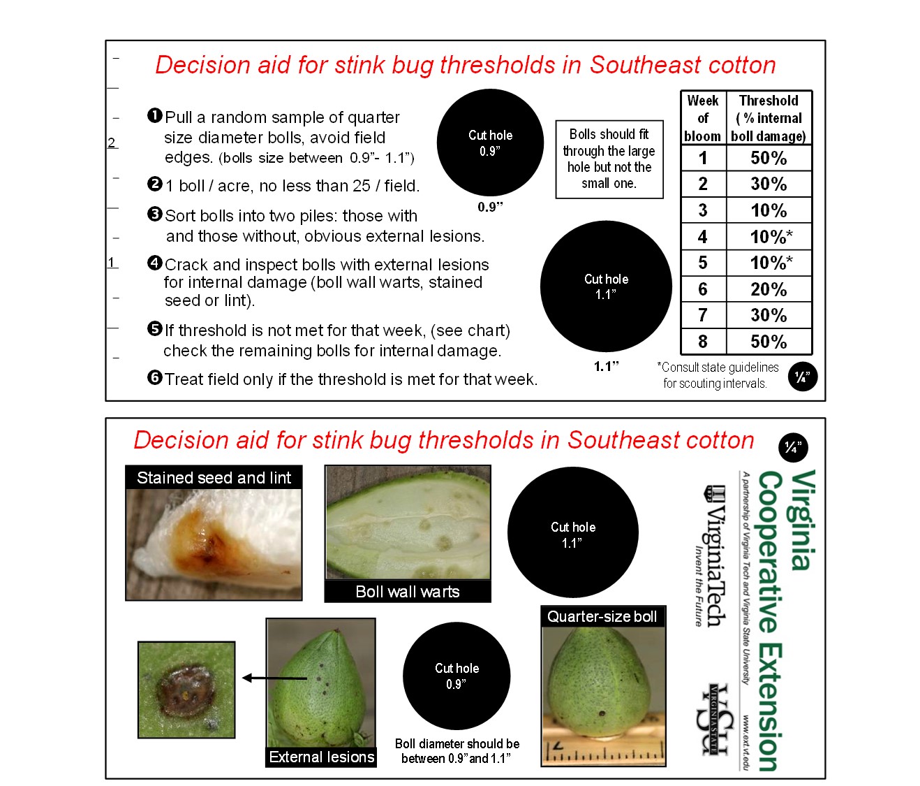 Cotton stink bug scouting card