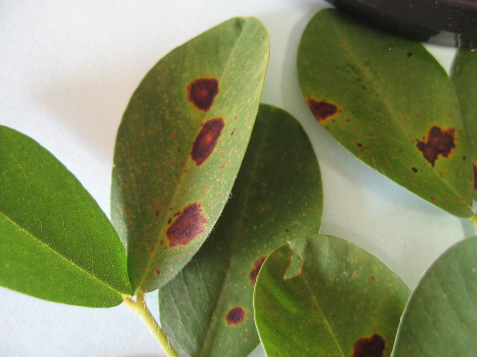 "Mysterious" leaf spot found in Suffolk, VA. At the initial stage, the spot looks like early leaf spot, but it has non-pathogenic origin.