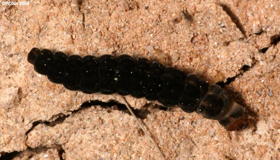 Chaulignathus larva
