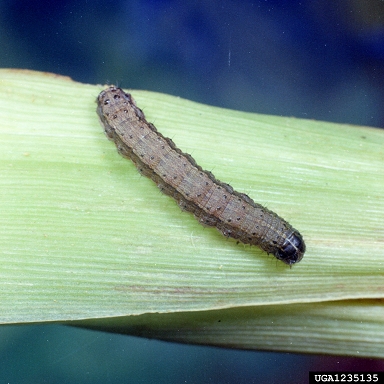 fall armyworm larvae