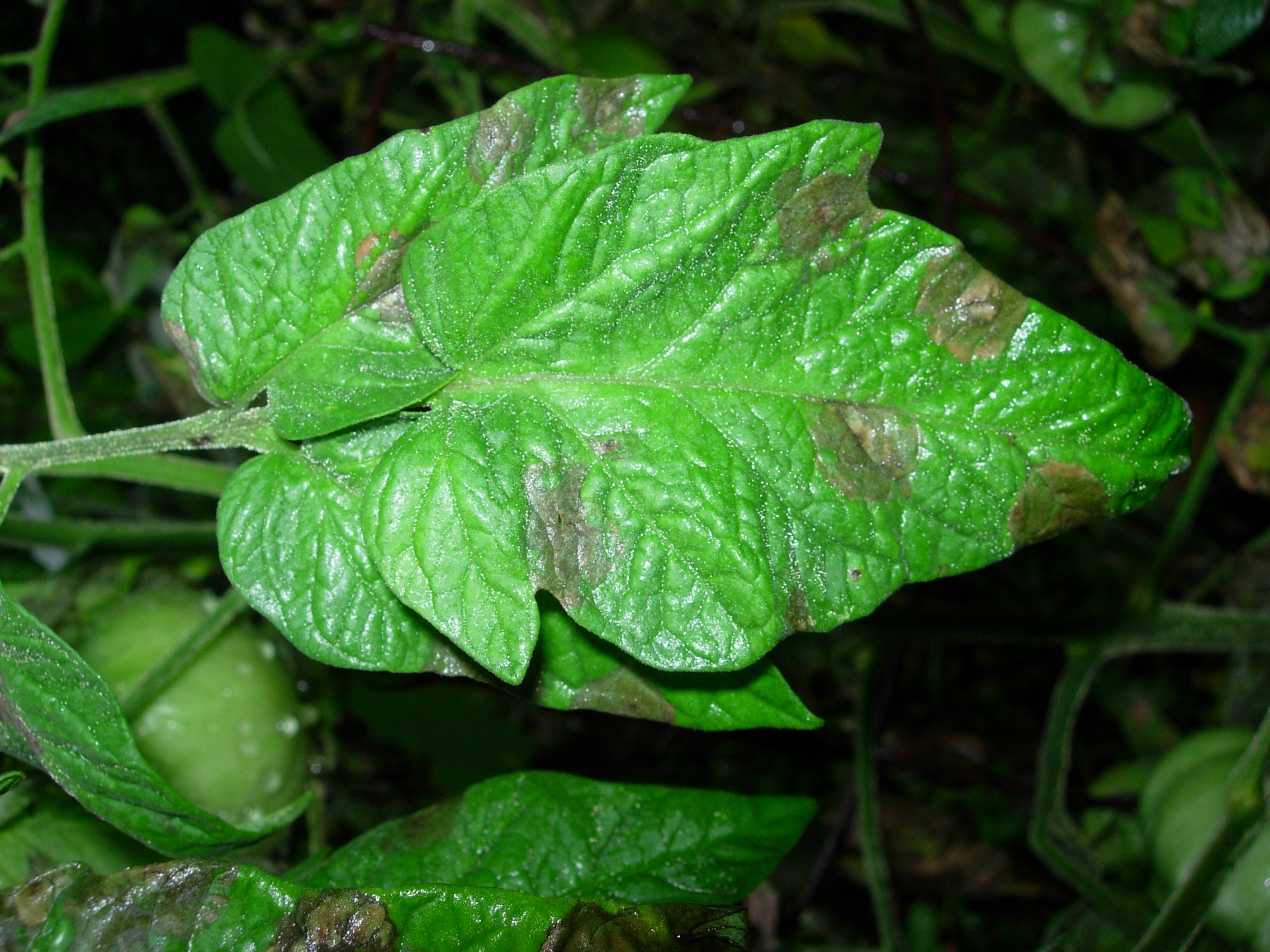 Late blight on leaf