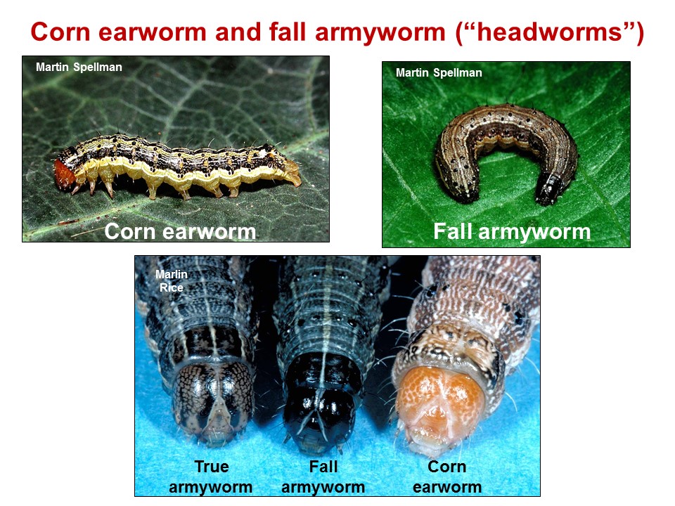 Helpful identification features of lep larvae found in sorghum heads