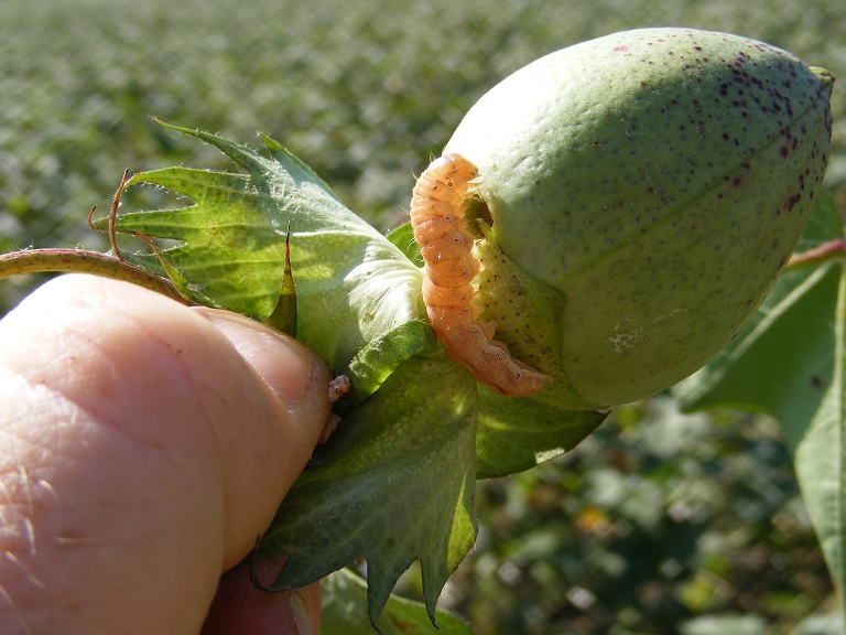Bollworm injuring cotton boll