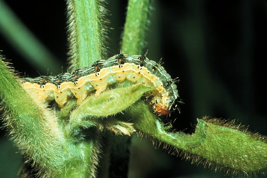 Corn earworm larvae on soybean