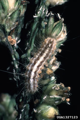 Sorghum webworm larvae