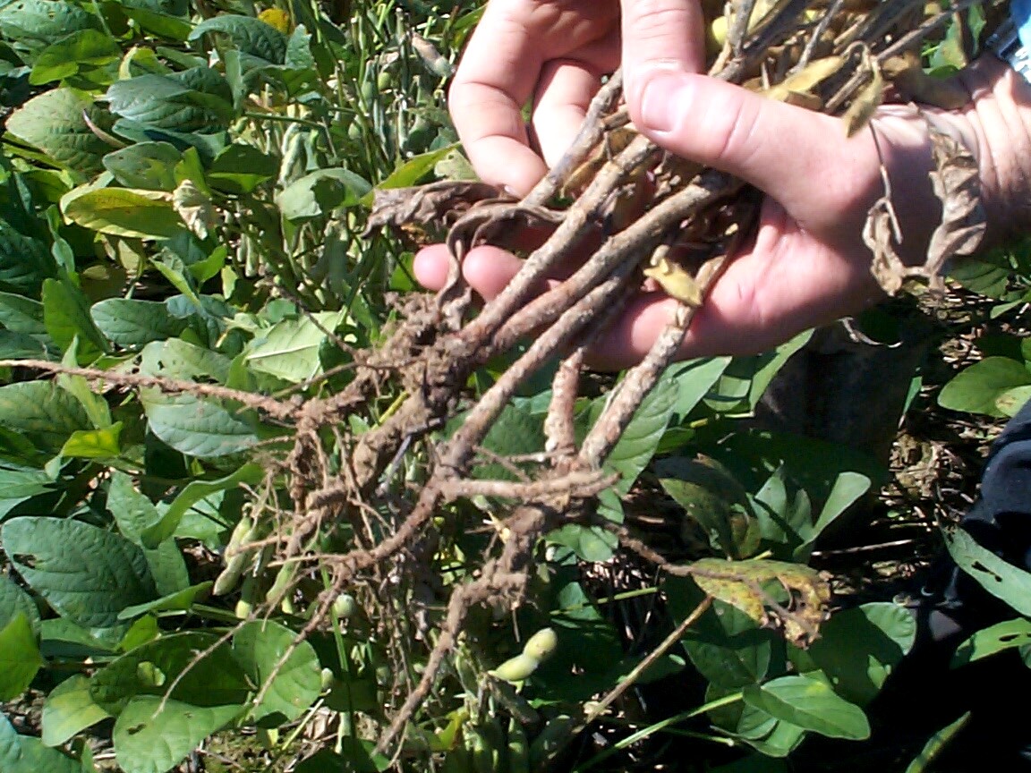Red Crown Rot in Soybean