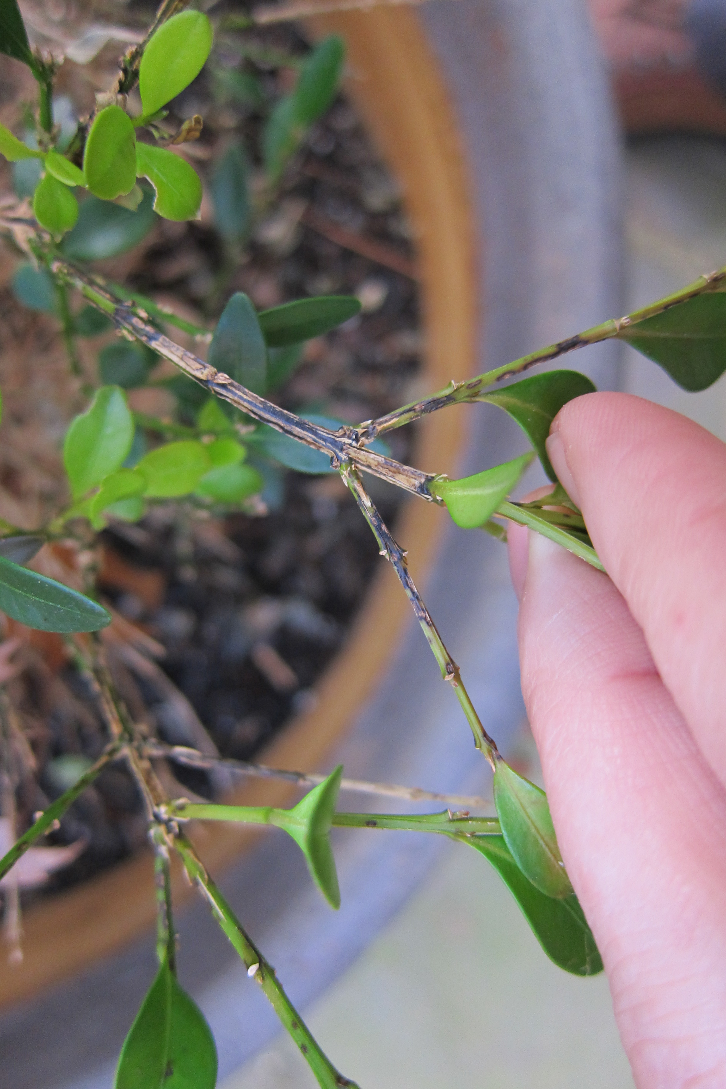 Black streaking on boxwood stems caused by the boxwood blight (photo by A. Bordas)