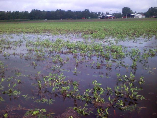 Flooded Soybean Field