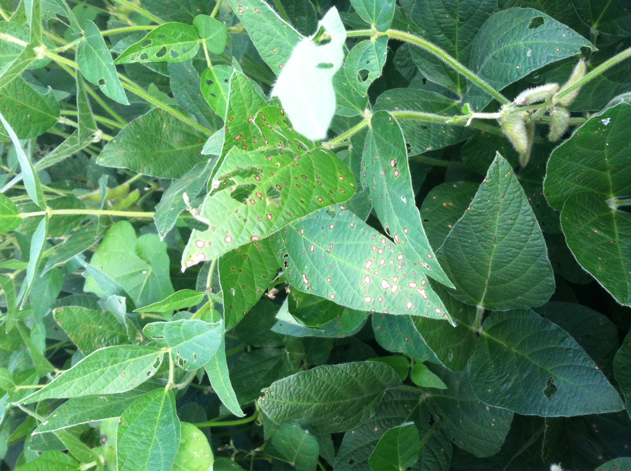 Soybean disease update – frogeye leaf spot | Virginia Ag Pest and Crop ...