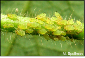 soybean_aphid