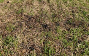 Ryegrass in the non-treated control.
