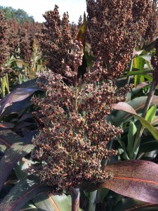 Sorghum grains sprouting in the head.