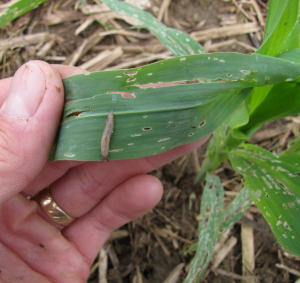 Slug damage on no-till corn.