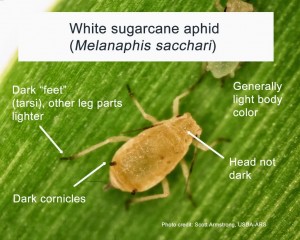 white sugarcane aphid