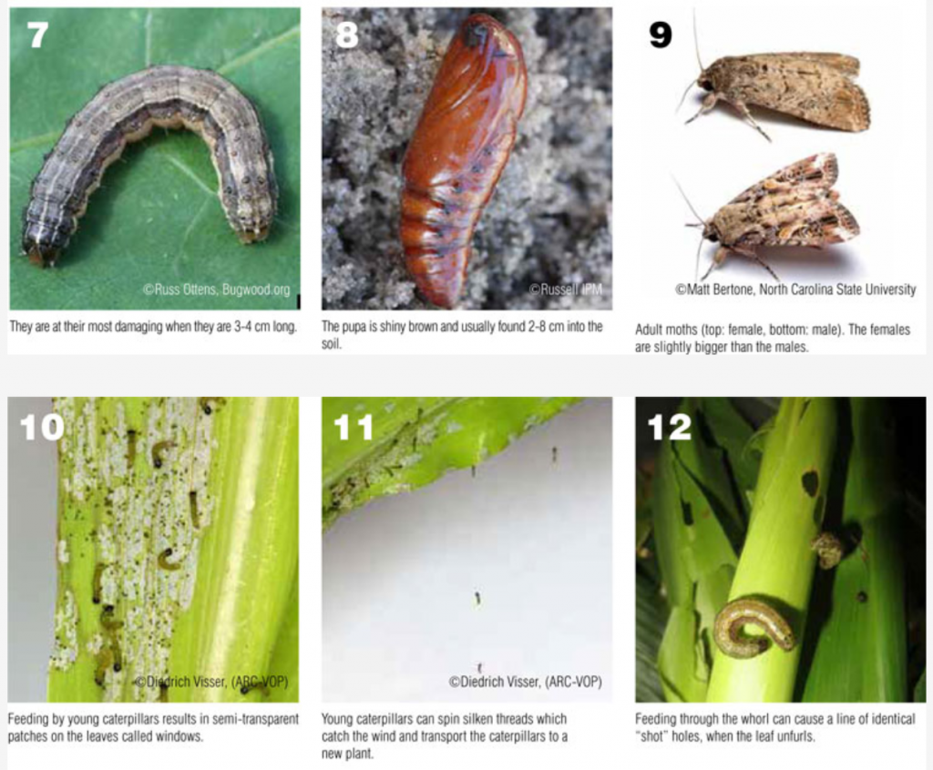 Fall armyworm outbreak in southwest Virginia – and management ...