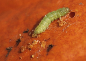 Pickleworm Found In Virginia – A Pest Threat To Pumpkins, Squash And 