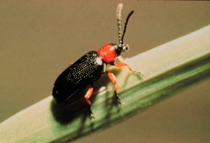 Adult cereal leaf beetle
