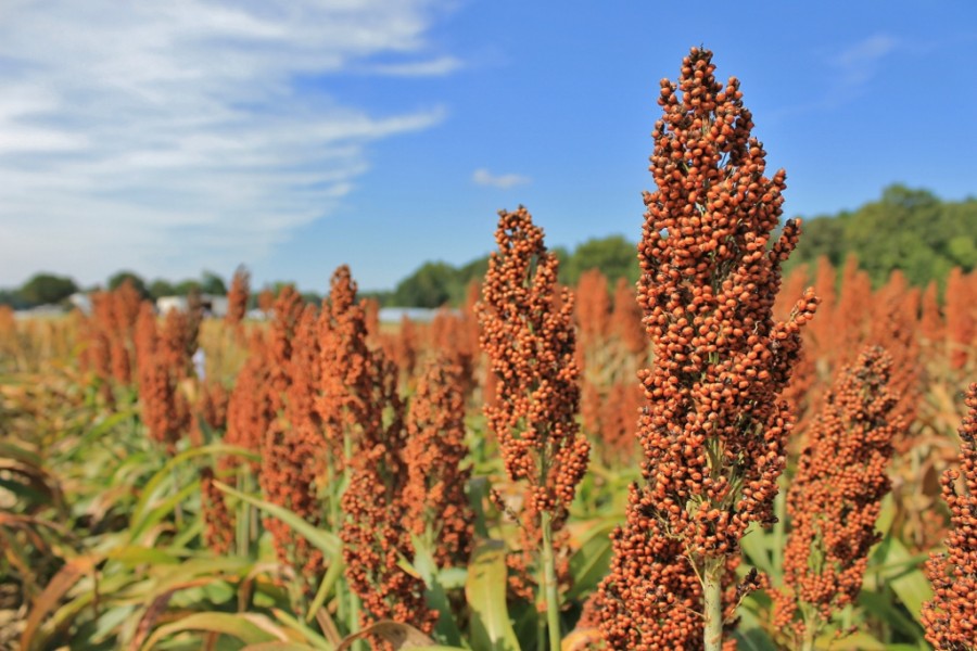 Meet the Tidewater Agricultural Research and Extension Center ...