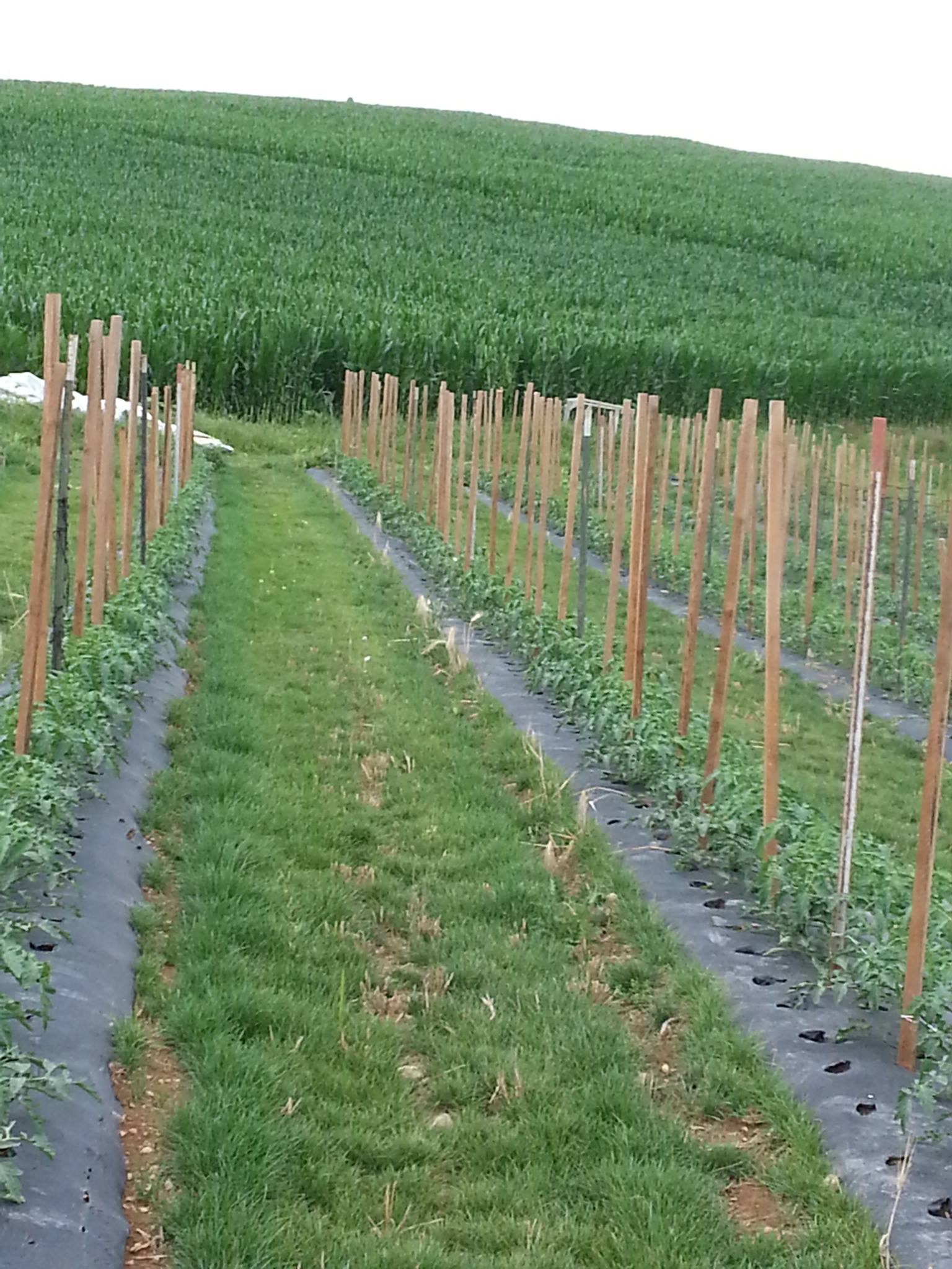 Tomatoes under plastic and with cover crops.