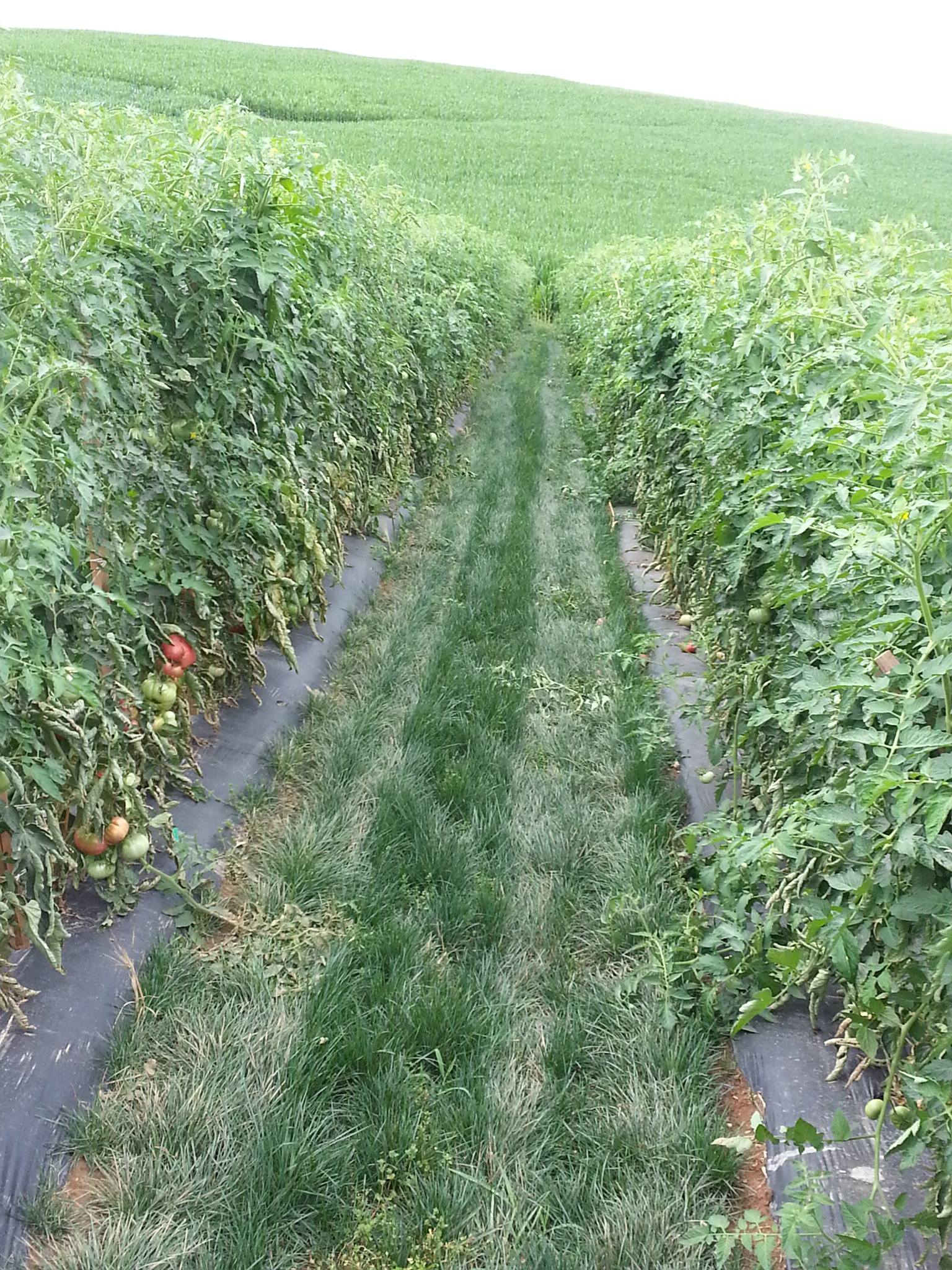 Intensively managed tomatoes and cover cropping to prevent erosion