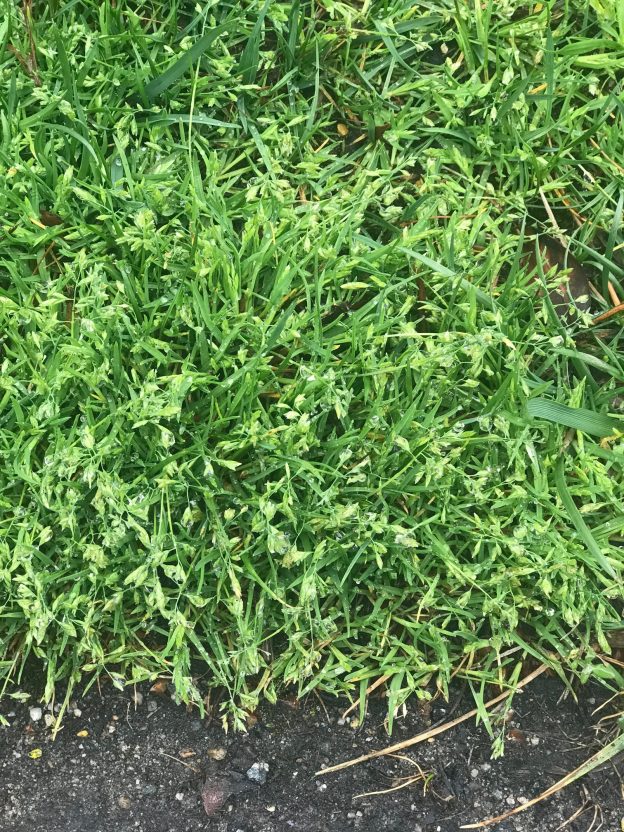 Know a Weed: Poa annua | Henrico Horticulture