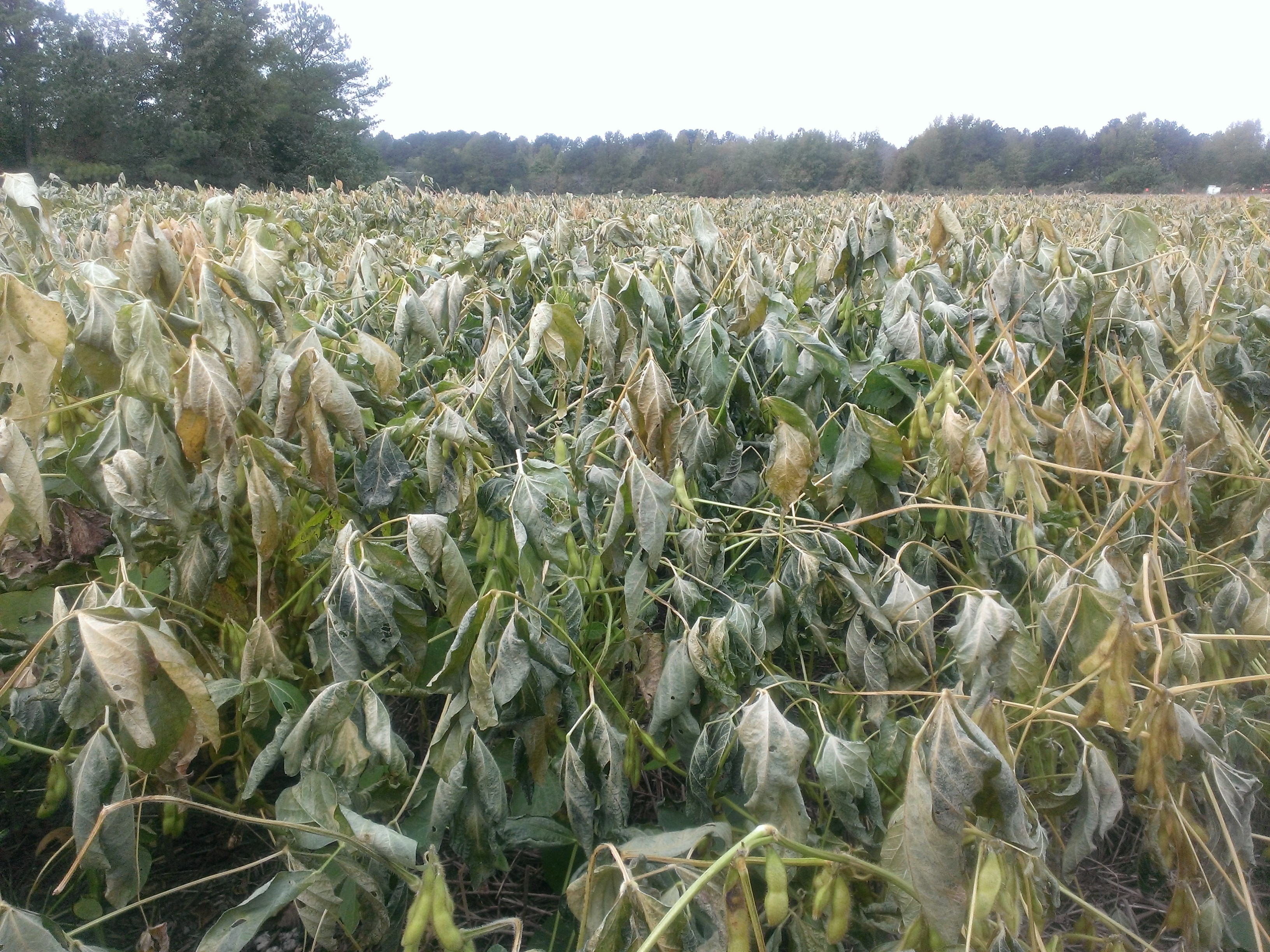 Frost-Damaged Soybean Suffolk 20131028