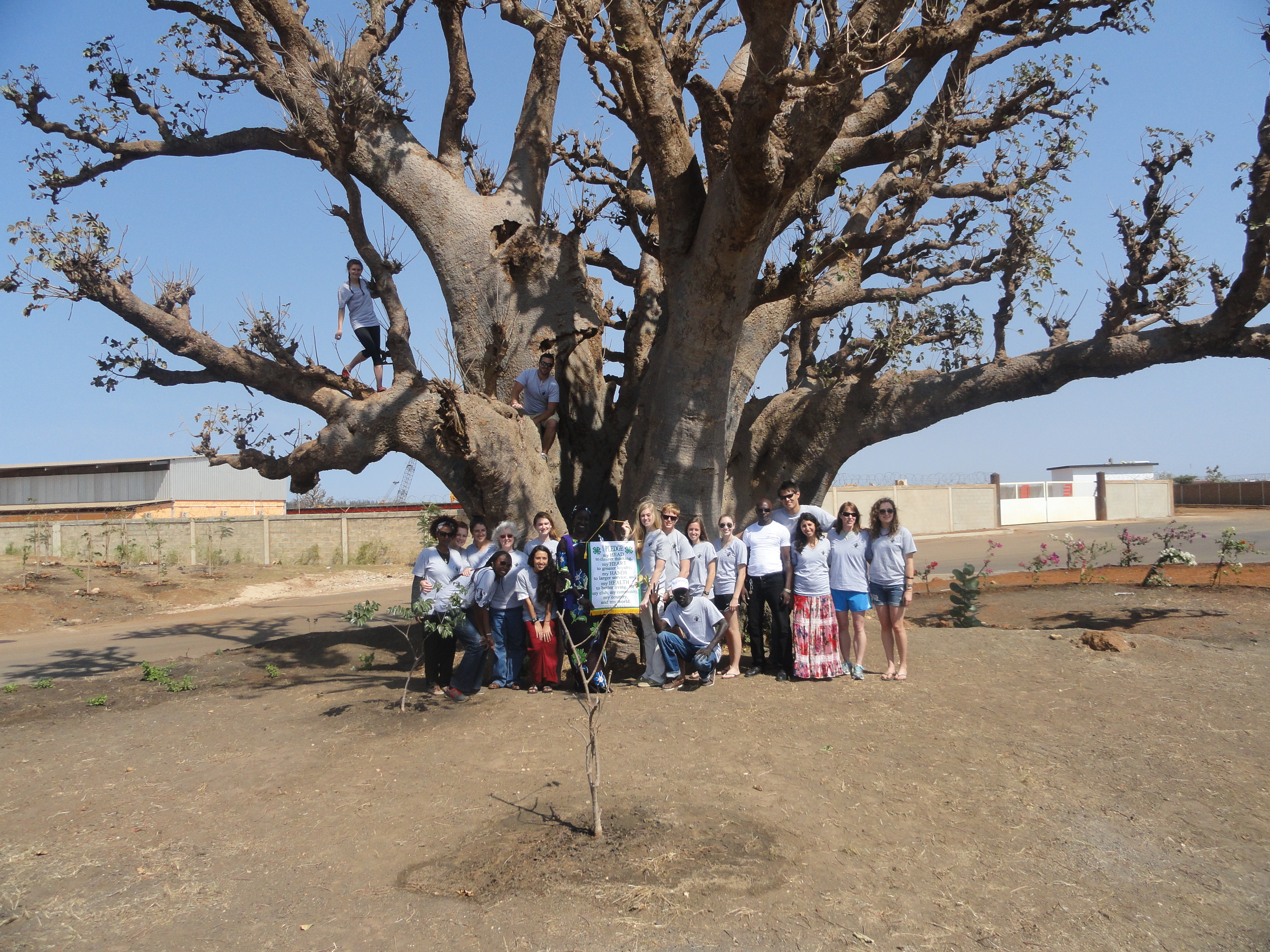 Kaitlyn introducing the first 4-H flag in Senegal to Bineta under the Baobab tree with her classmates and instructors from Virginia Tech